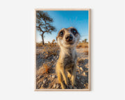 Meerkat Wall Art Print – Cute Wildlife Canvas & Framed Safari Animal Photography Decor