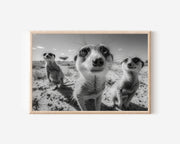 Curious Watchers – Kalahari Meerkats