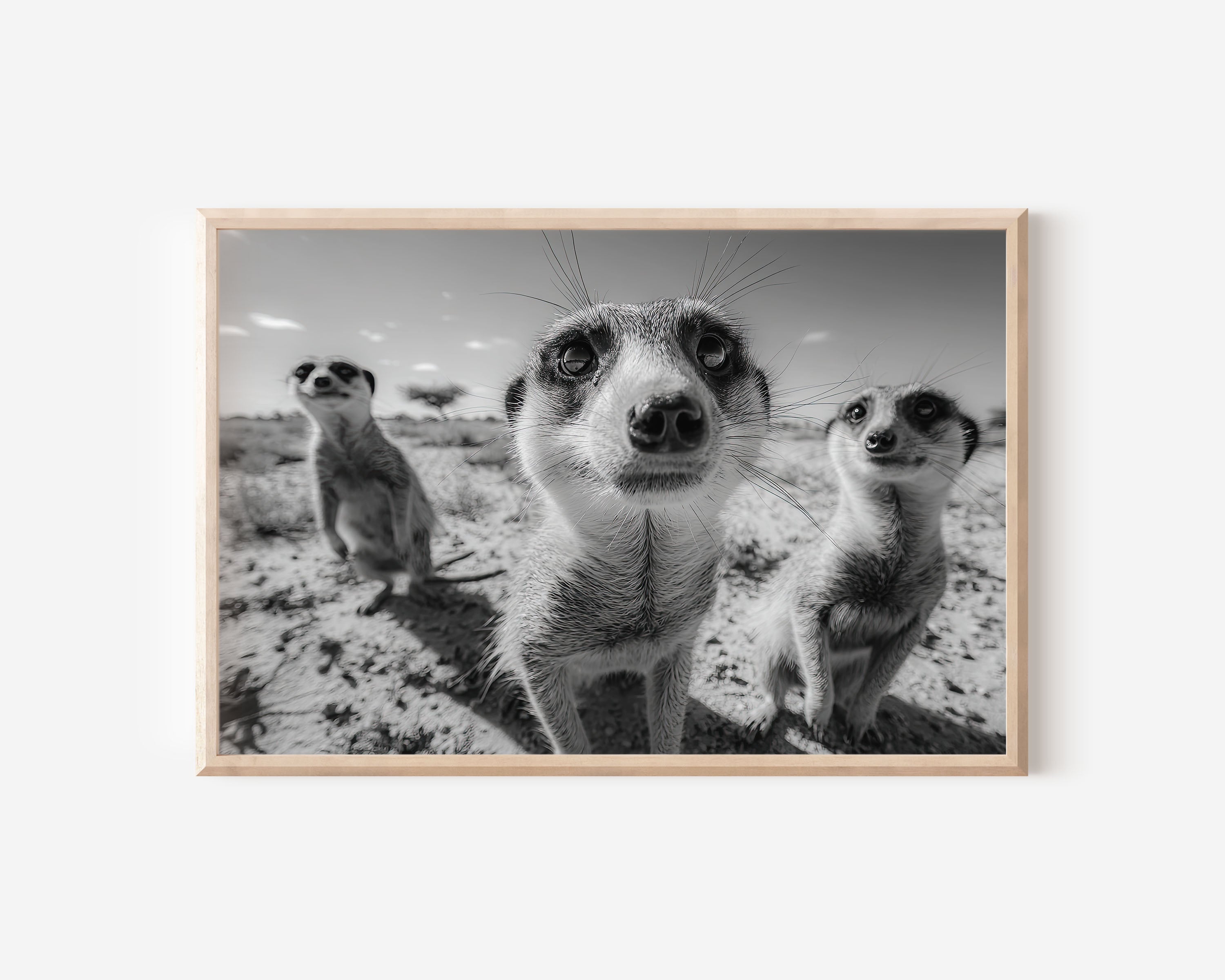 Curious Watchers – Kalahari Meerkats