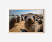 Cape Cross Seals Wall Art – Coastal Wildlife Photography