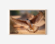 Desert Falcon Wall Art – Dubai Wildlife Photography Print
