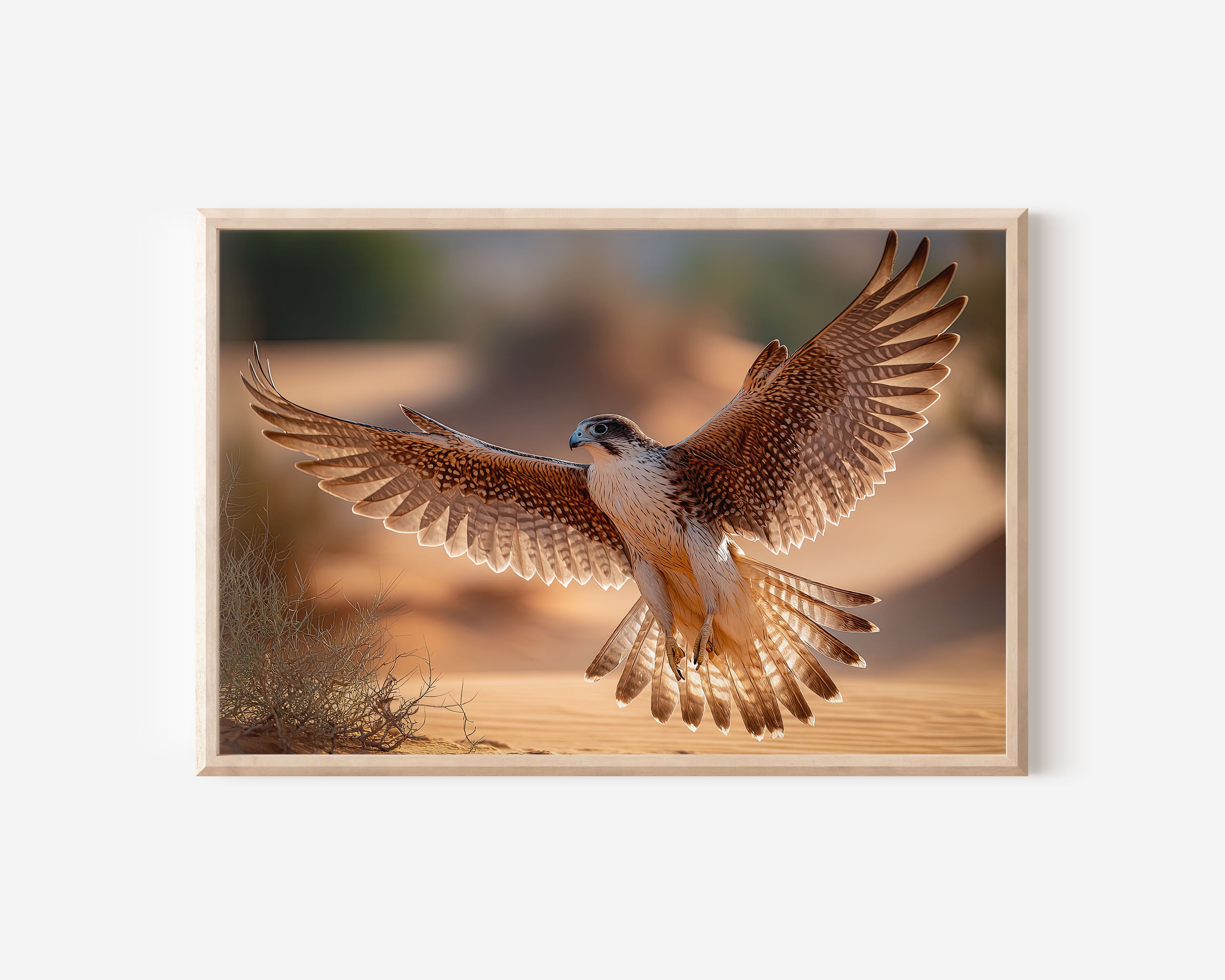 Desert Falcon Wall Art – Dubai Wildlife Photography Print