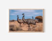 Desert Sentinels – Western Australia Emus Wall Art Print