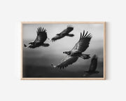 Eagles in Flight Black & White Wall Art