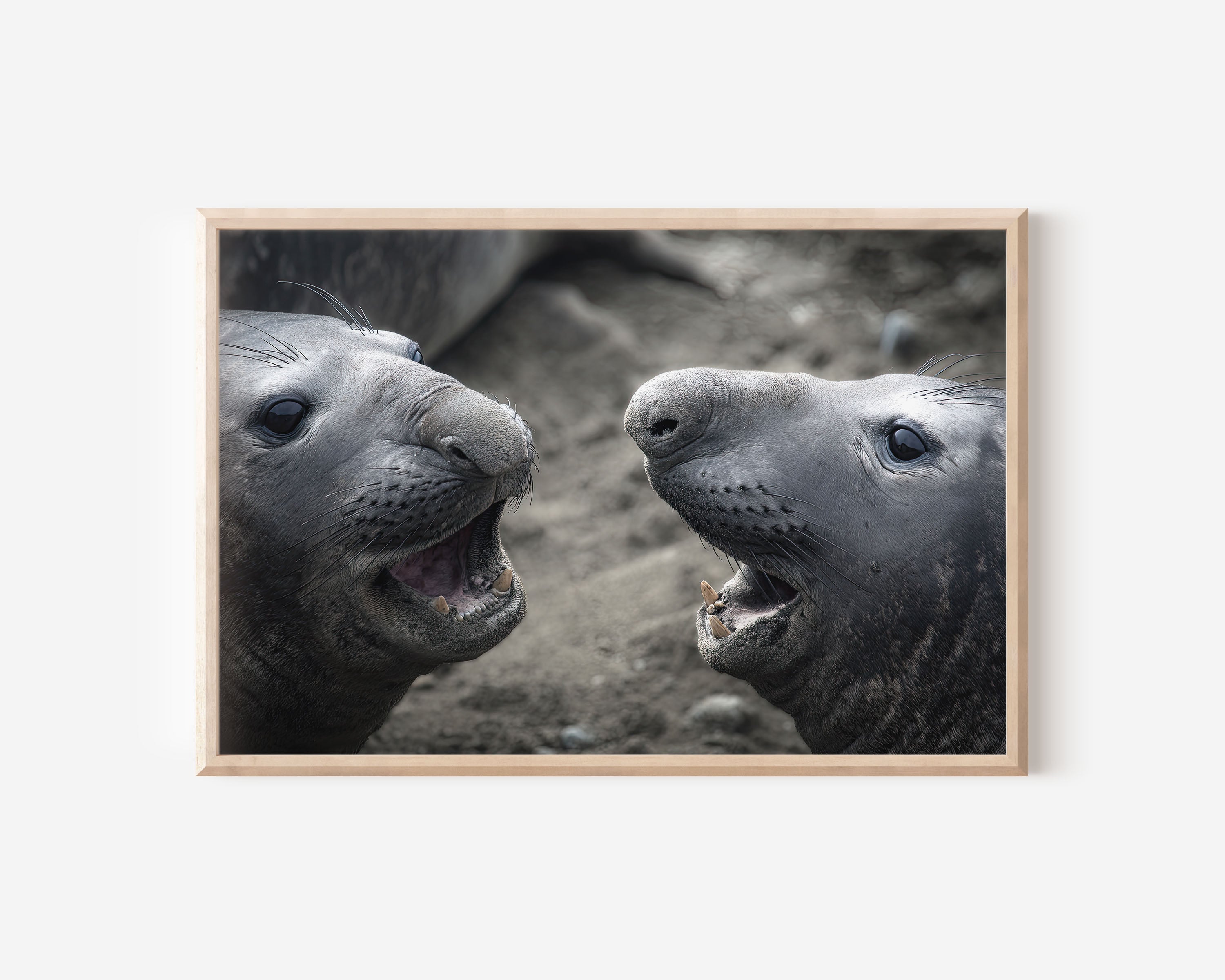Elephant Seal Wall Art – Coastal Wildlife Photography Print