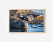 Elephant Seals Beach Wall Art – Coastal Ocean Wildlife Photography Print