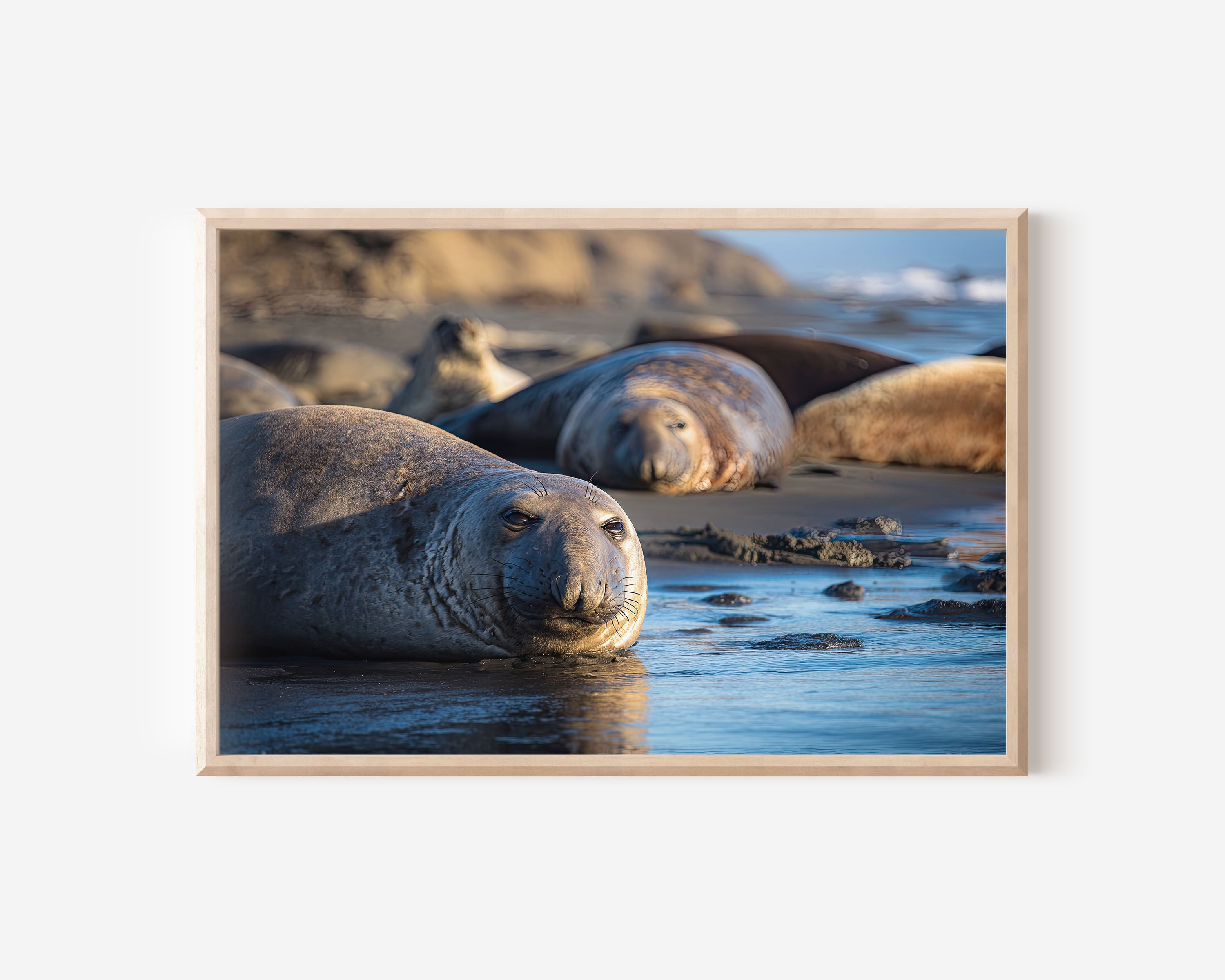 Elephant Seals Beach Wall Art – Coastal Ocean Wildlife Photography Print
