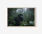 Emerald Kingdom – Gorilla in the Mist Wall Art Print