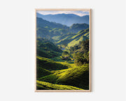 Cameron Highlands Tea Plantation Wall Art | Emerald Green Malaysia Landscape Print | Serene Nature Travel Photography