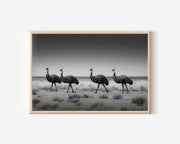 Emu Black & White Wildlife Wall Art Print