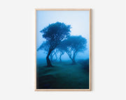 Fanal Forest Madeira Print | Mystical Foggy Forest Wall Art | Laurisilva Blue Mist Tree Landscape Photography Poster