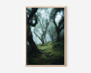 Fanal Laurel Forest Madeira Print | Enchanted Misty Forest Wall Art | Ancient Twisted Laurisilva Tree Landscape Photography Poster