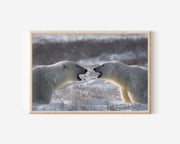 Fighting Polar Bears Wall Art – Arctic Wildlife Photography Print
