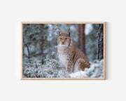 Finnish Lynx Wall Art – Snow Forest Wildlife Print