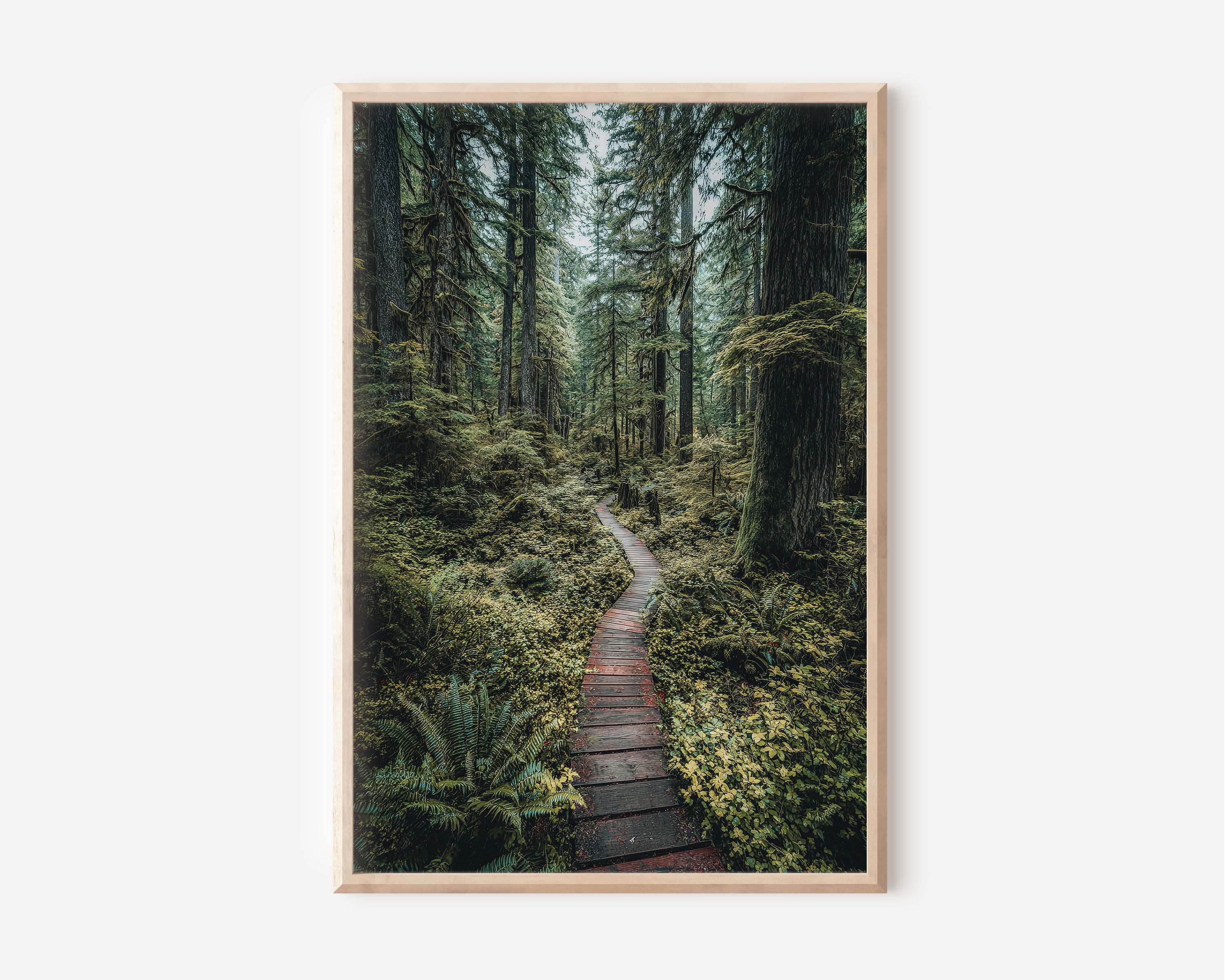 Enchanted Forest Boardwalk Wall Art Print | Pacific Northwest Rainforest Photography | Olympic National Park Green Trail Poster