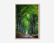 Beech Tree Avenue Forest Lane Wall Art Print | Ireland Scotland Green Woodland Photography | Enchanted Tree Tunnel Poster
