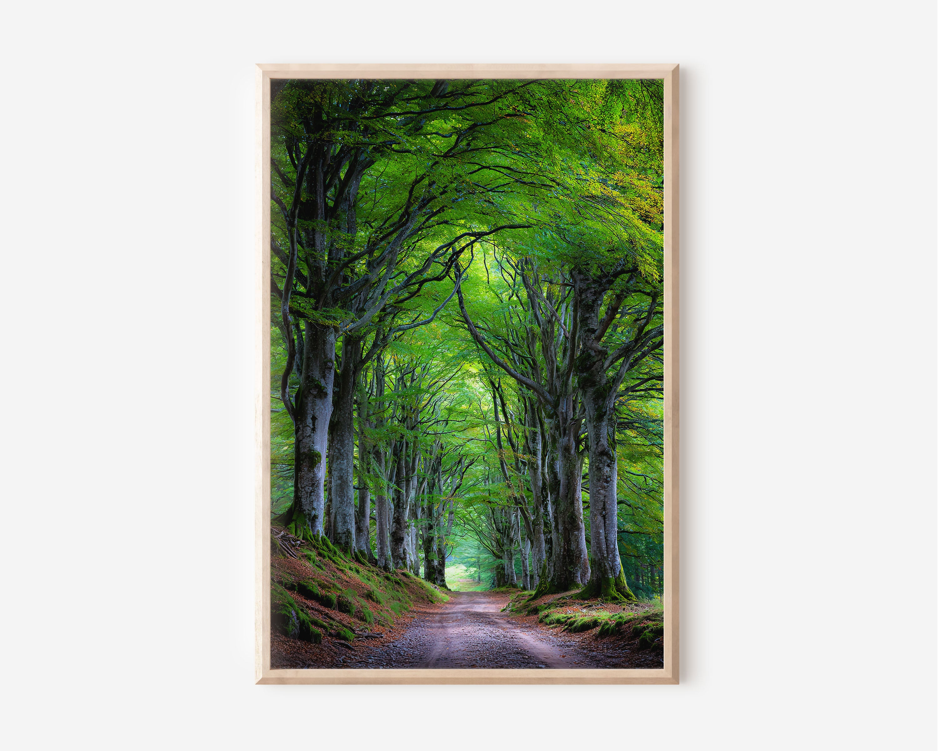 Beech Tree Avenue Forest Lane Wall Art Print | Ireland Scotland Green Woodland Photography | Enchanted Tree Tunnel Poster