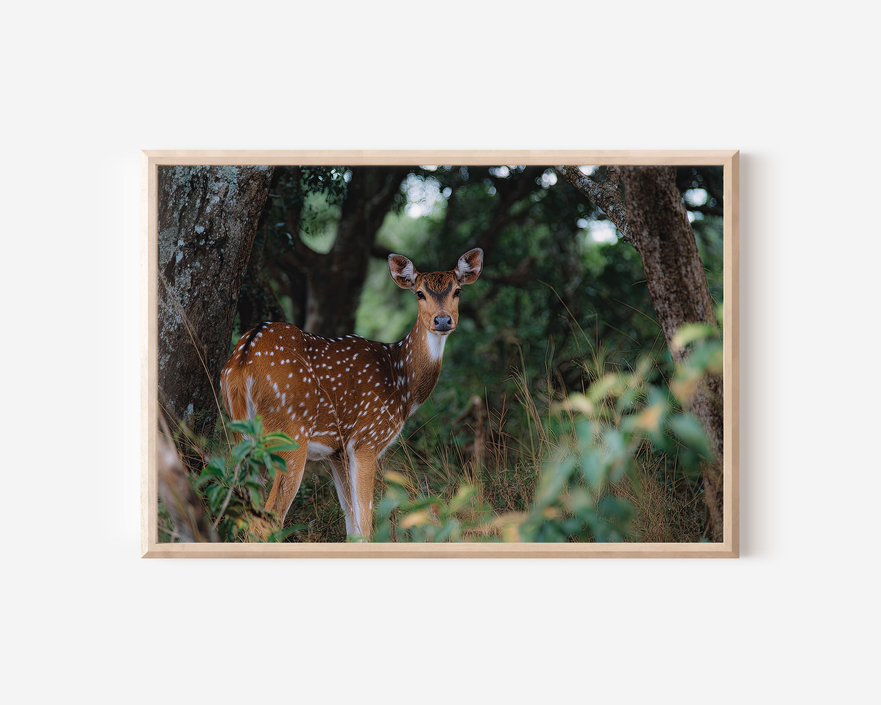 Spotted Deer Wall Art – Wildlife Forest Photography