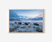 Frostbound Herd – Bison at Dawn Wall Art Print