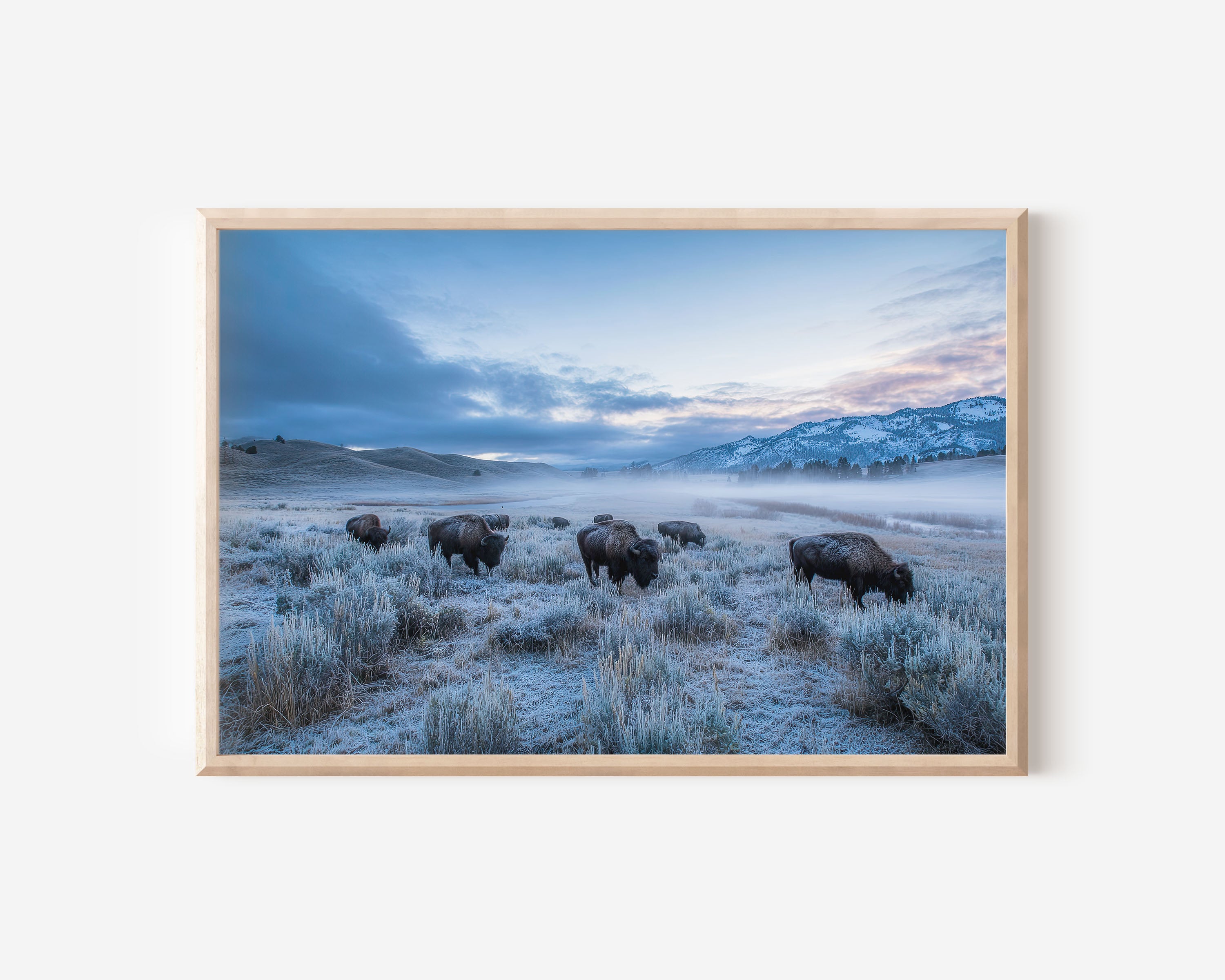 Frostbound Herd – Bison at Dawn Wall Art Print