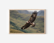 Golden Eagle Wall Art – Mountain Wildlife Photography Print