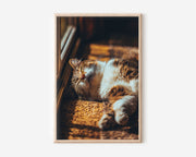 Golden Hour Cat Napping in Sunbeam Wall Art | Warm Toned Tabby Sunbathing Print | Cosy Pet Photography Poster