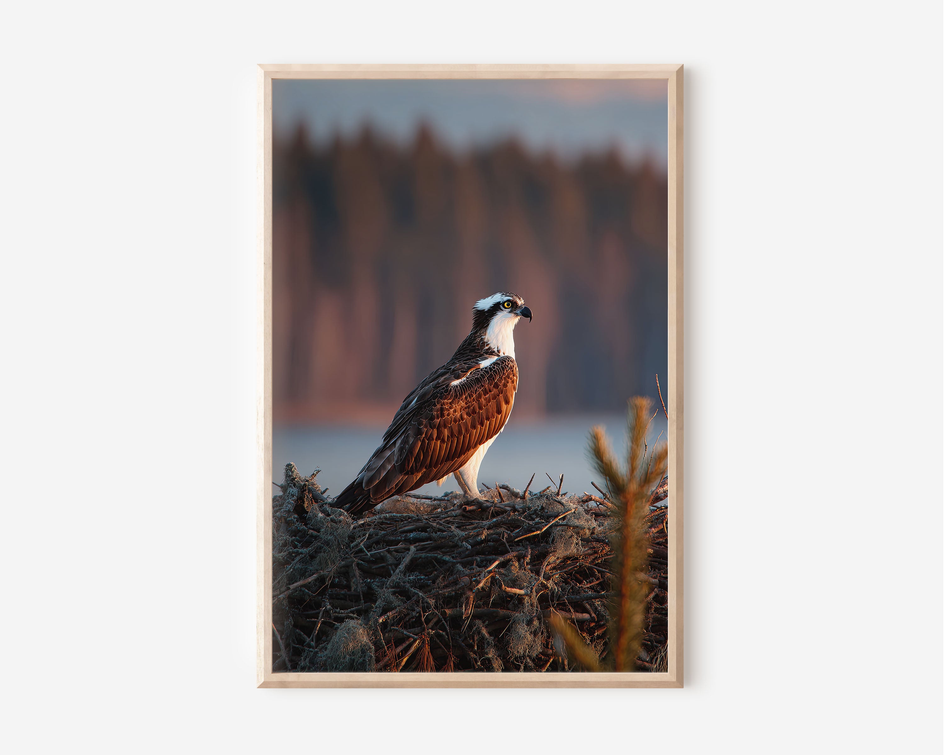 Golden Hour Osprey Wall Art – Wildlife Bird Canvas Print, Nature Sunset Decor