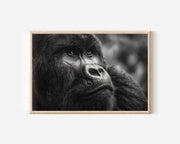 Gorilla Portrait Black and White Wall Art Print – Wildlife Canvas