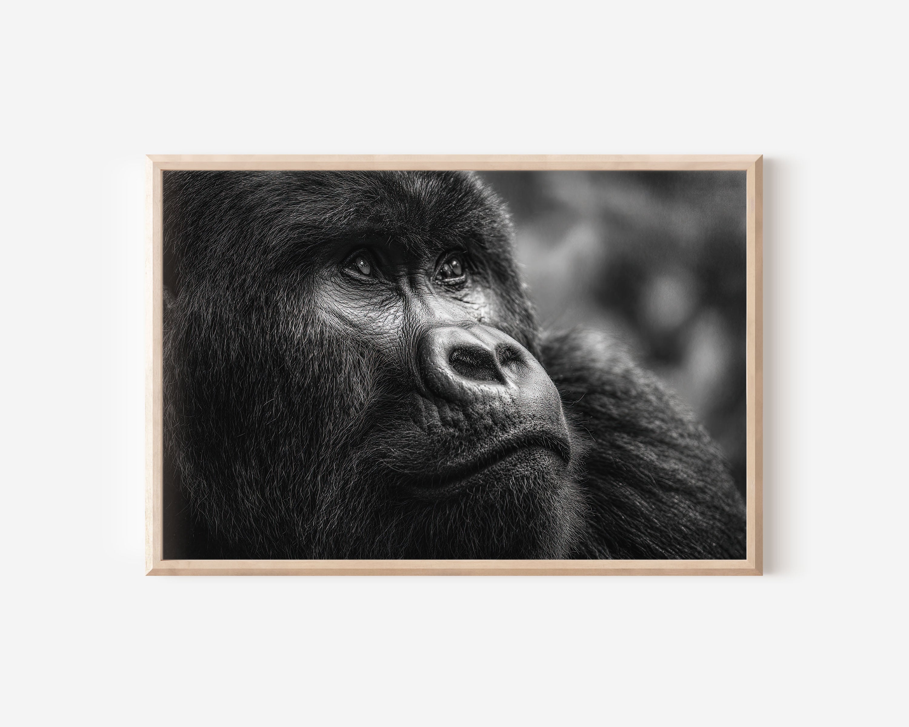 Gorilla Portrait Black and White Wall Art Print – Wildlife Canvas