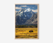 Grand Teton Bison Wall Art Print | Lone Bison Wyoming Photography | National Park Landscape Poster | American West Wildlife Print | Nature Home Decor
