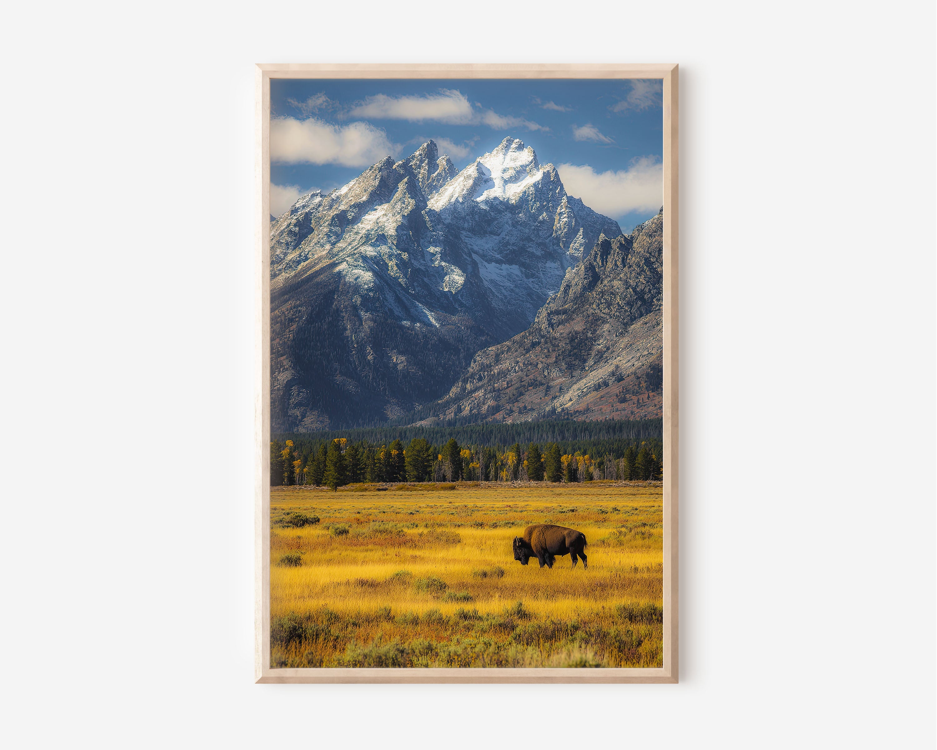 Grand Teton Bison Wall Art Print | Lone Bison Wyoming Photography | National Park Landscape Poster | American West Wildlife Print | Nature Home Decor