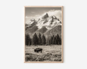 Grand Teton Bison Wall Art Print | Black & White Wyoming Photography | Sepia Mountain Landscape Poster | American West Wildlife Print | Rustic Home Decor