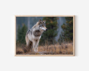 Grey Wolf Wall Art Print – Forest Wildlife Canvas