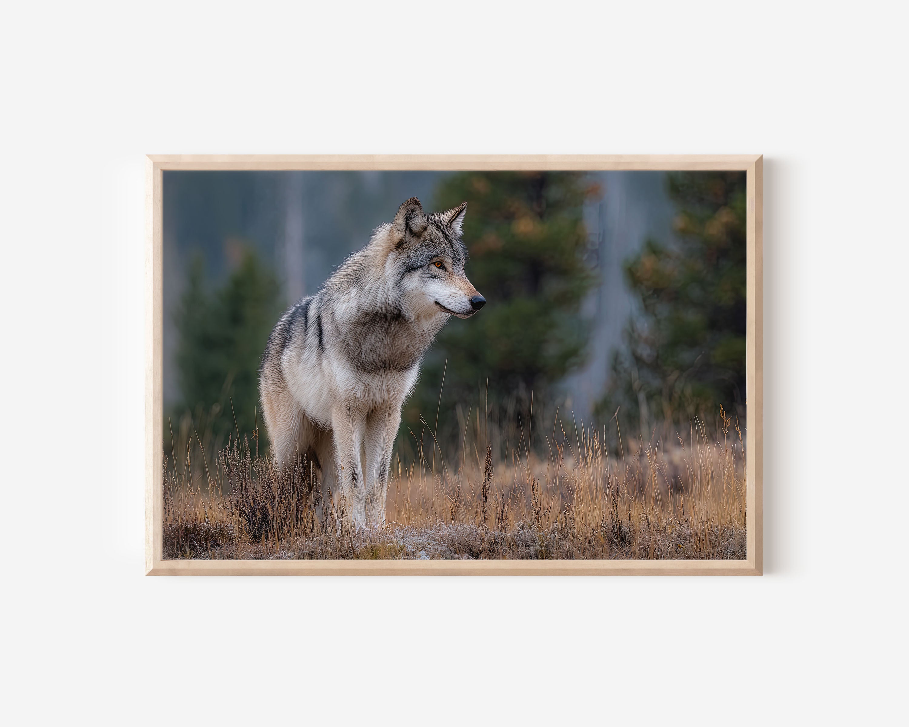 Grey Wolf Wall Art Print – Forest Wildlife Canvas
