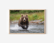 Grizzly Bear Wall Art Print – Wildlife Canvas Decor