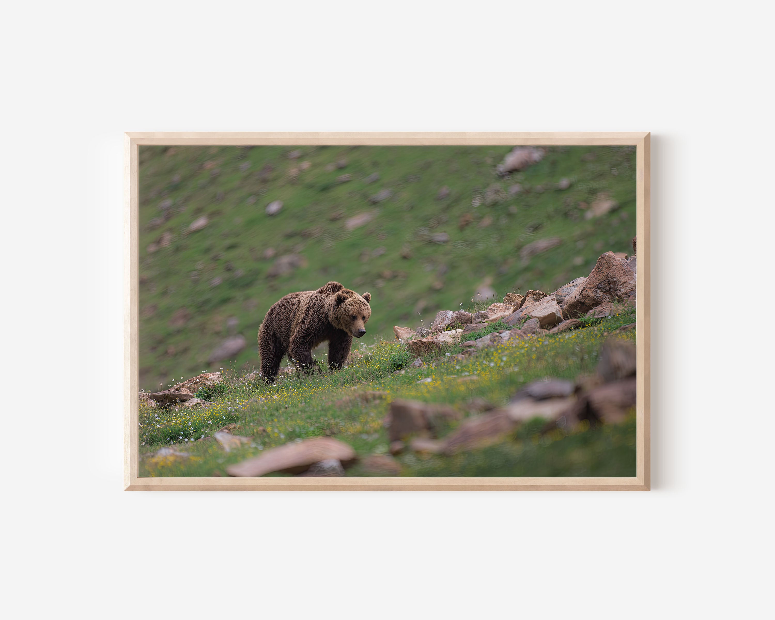 Himalayan Brown Bear Wall Art – Mountain Wildlife Photography Print