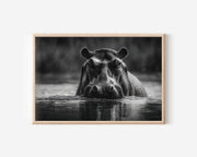 Hippo Black and White Wildlife Wall Art