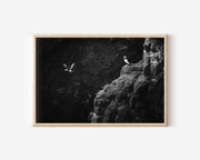 Iceland Puffins Black & White Wildlife Wall Art Print