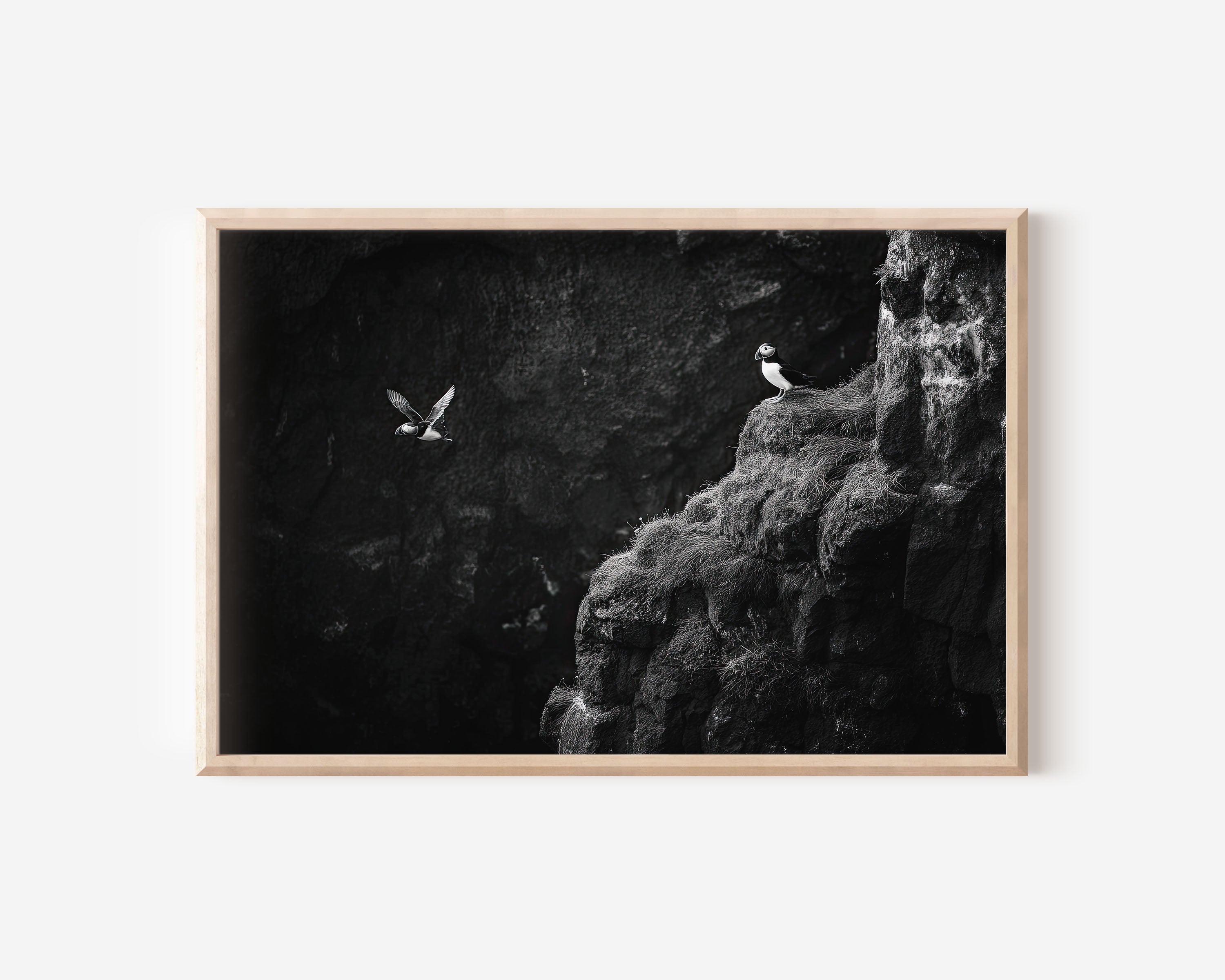 Iceland Puffins Black & White Wildlife Wall Art Print