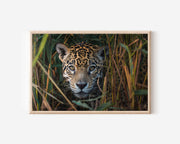 Jaguar Portrait Wall Art – Brazil Jungle Wildlife Photography Print