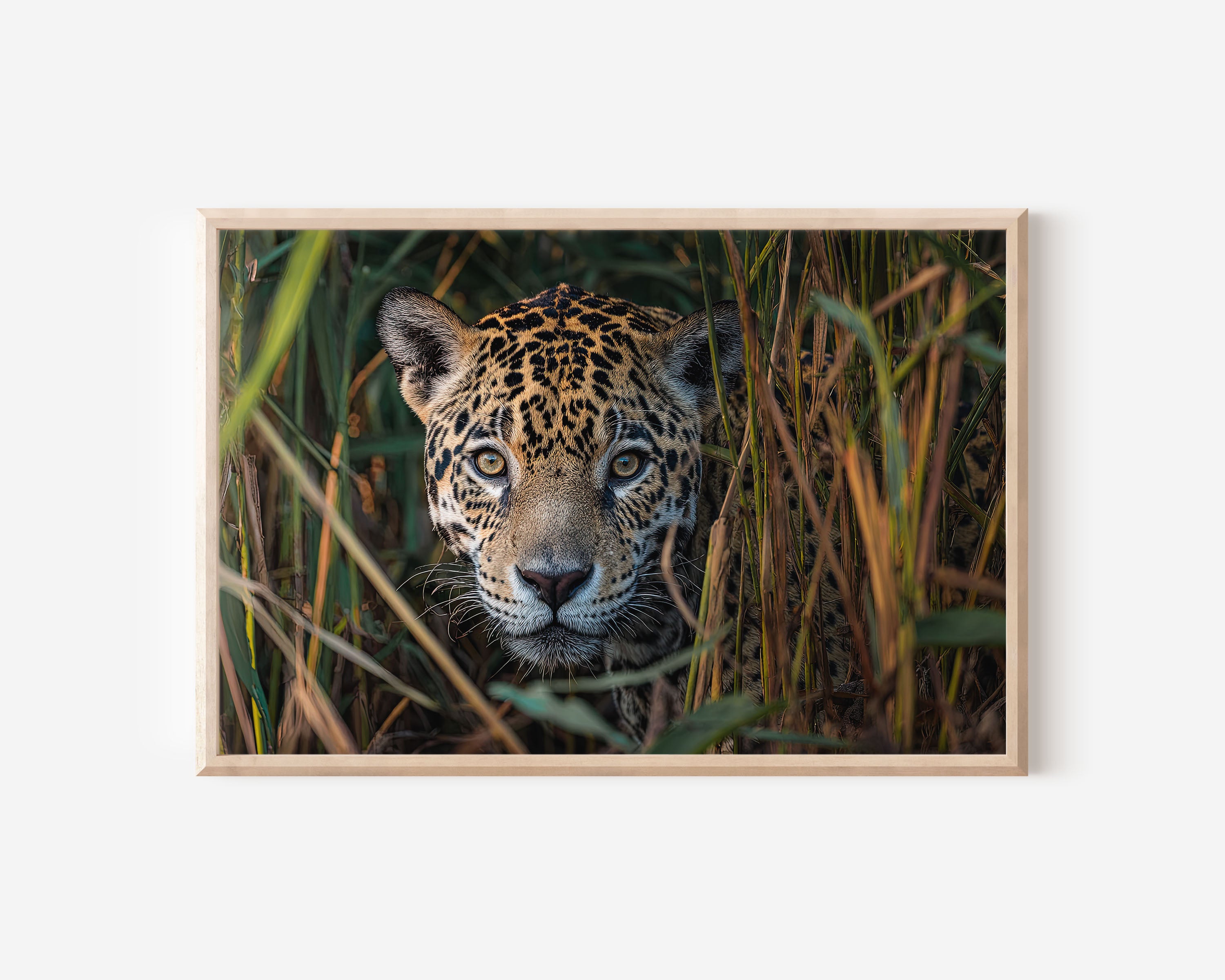Jaguar Portrait Wall Art – Brazil Jungle Wildlife Photography Print