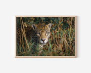 Jaguar Wall Art – Pantanal Wildlife Photography Print