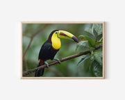 Toucan Wall Art – Tropical Bird Photography Print