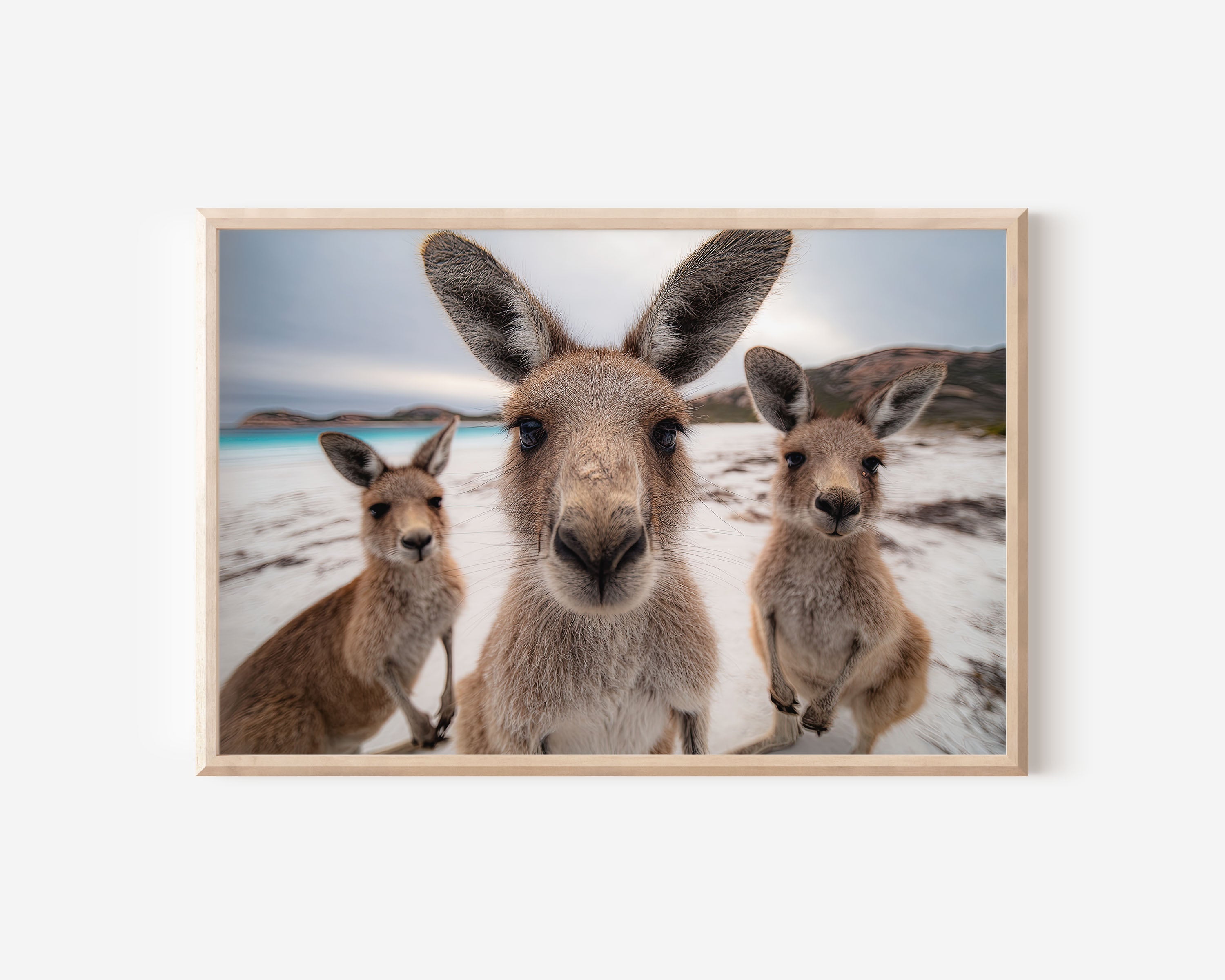 Kangaroo Wall Art Print – Australian Beach Wildlife Canvas