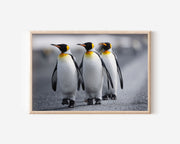 King Penguin Wall Art – Antarctic Wildlife Photography Print