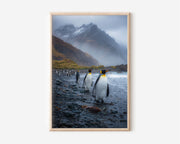 King Penguin Wall Art Print – Antarctic Wildlife Canvas & Framed Coastal Landscape Decor