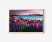 Lake Tekapo Lupins Wall Art Print – New Zealand Alpine Lake Landscape