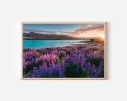Lake Tekapo New Zealand Lupins Print | Turquoise Water Sunset Wall Art