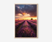 Lavender Field Sunset Print | Provence Lavender Wall Art | Purple Flower Field Landscape Photography Poster