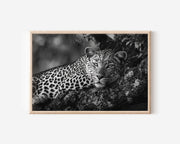 Leopard Portrait Black & White Wildlife Wall Art
